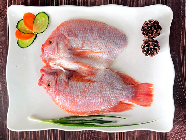 紅星斑魚（彩虹鯛、珍珠斑、紅羅非魚）