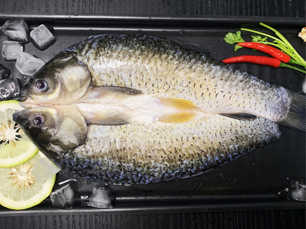 開背草魚（皖魚）