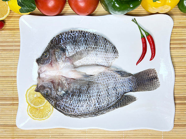 開背羅非魚（非洲鯽魚）